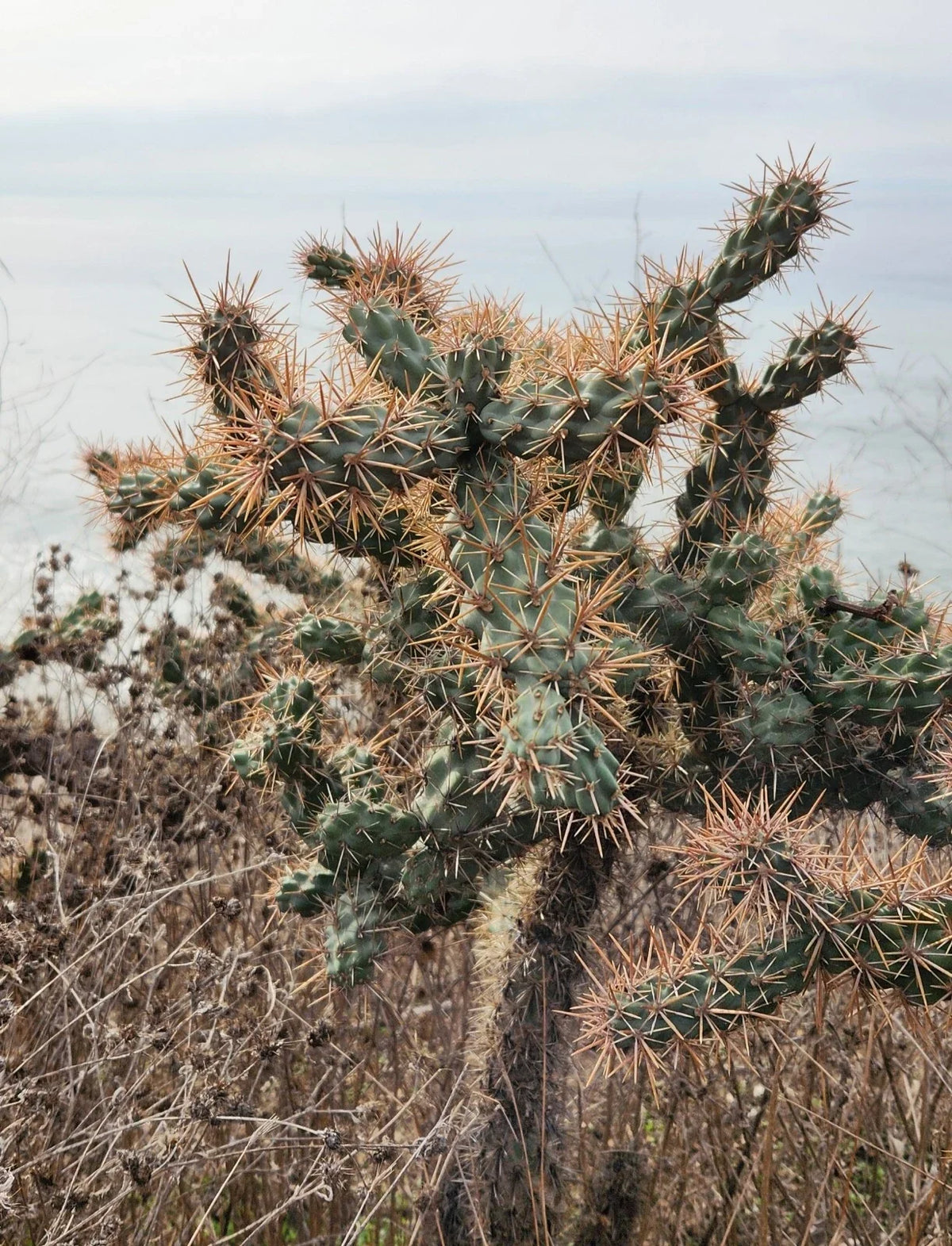 Coastal Cholla Cactus Pup Cutting - Cylindropuntia Prolifera - Drought-Tolerant, Easy Care, Ideal for Container Planting