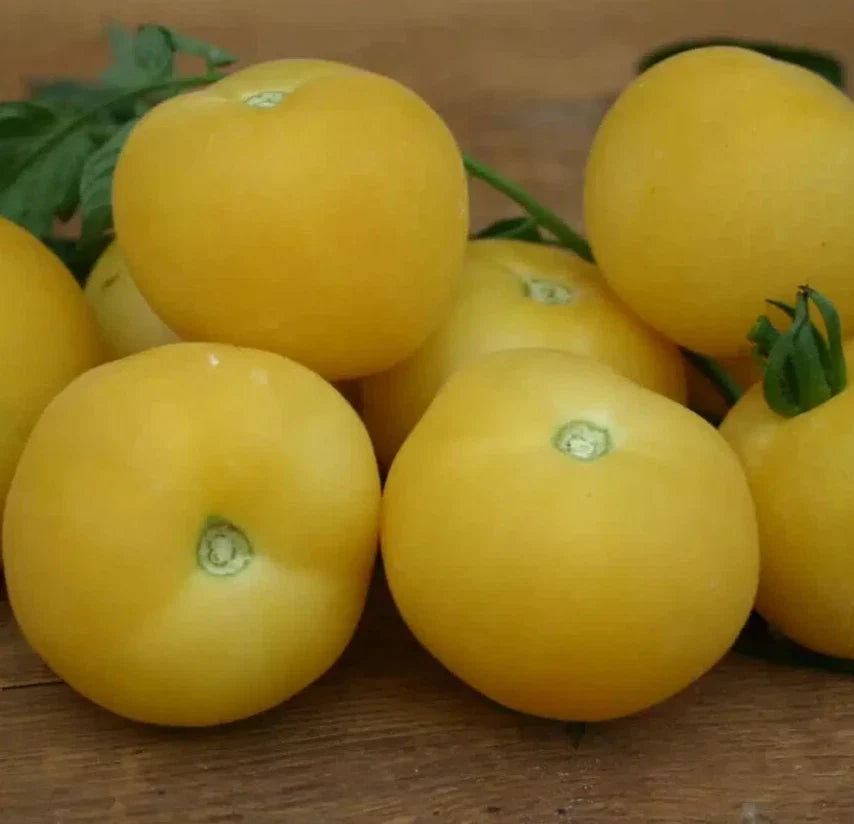 Peach Tomato Seeds 100+ Count Beefsteak Indeterminate Vegetable Garden (Solanum lycopersicum) Non-GMO Organic Seeds