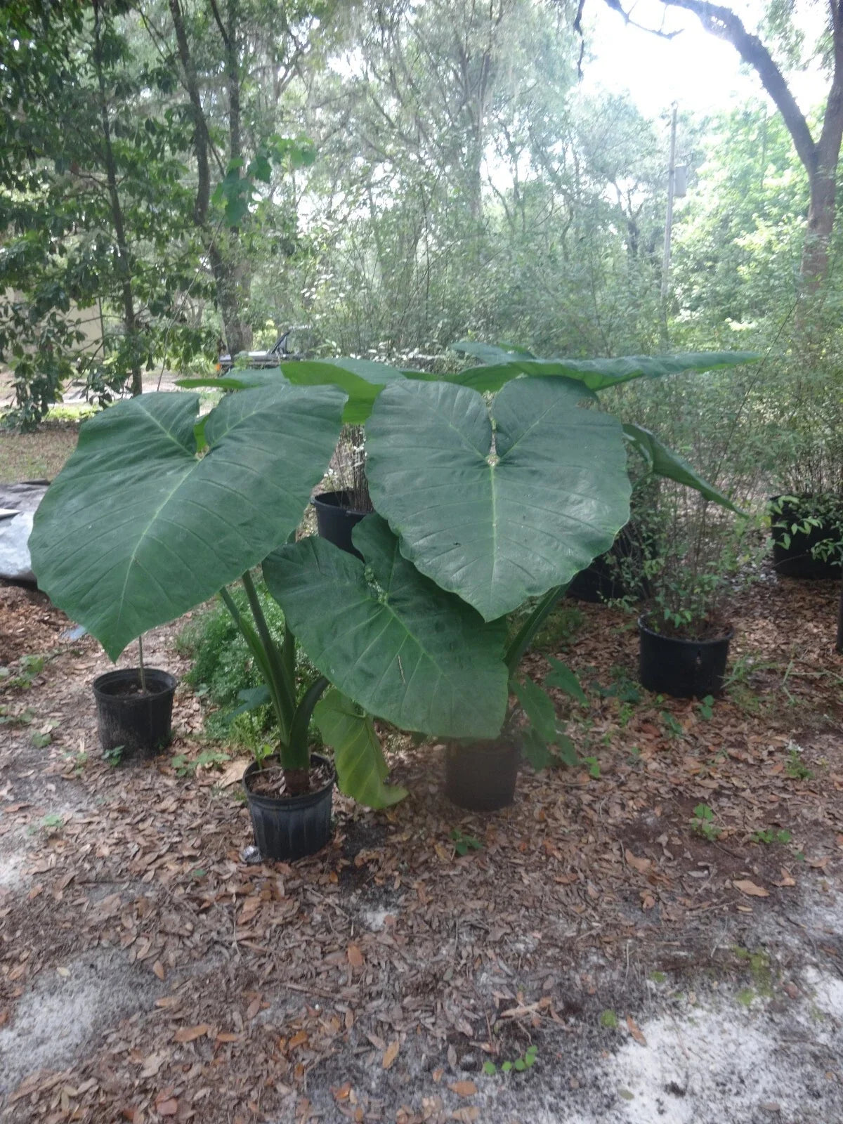Giant Colocasia Plant - 1 Gallon Elephant Ear Taro - Colocasia esculenta - Fast-Growing Tropical Foliage for Indoor/Outdoor Use