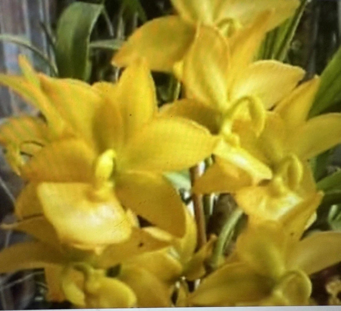 Small Bulb Bare Root Orchid Plant - Cycnoches ventricosum 'Cyc Taiyhoung No 1' - Exotic Flowering Orchid for Home Garden