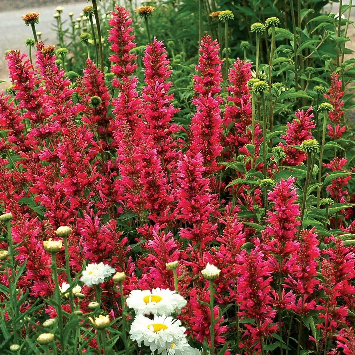 Raspberry Hyssop Seeds - 100 Perennial Flower Seeds - Purple Agastache rugosa - Attracts Pollinators - US Seller