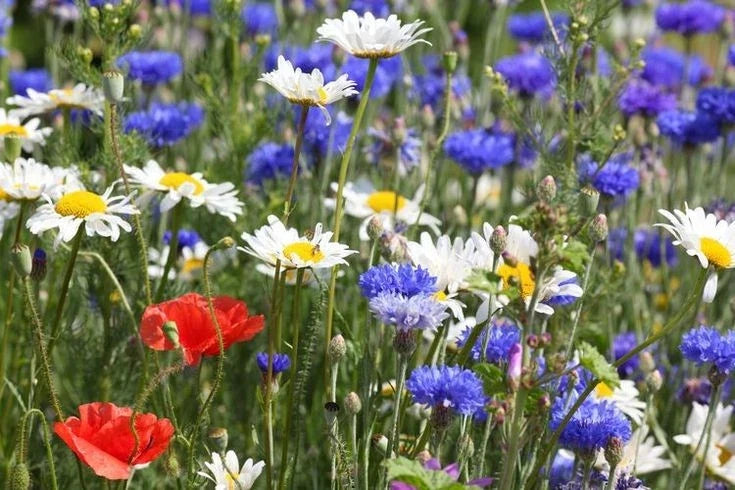 Red White & Blue Wildflower Mix - 1000+ Seeds - Native Varieties for Vibrant Gardens - Various
