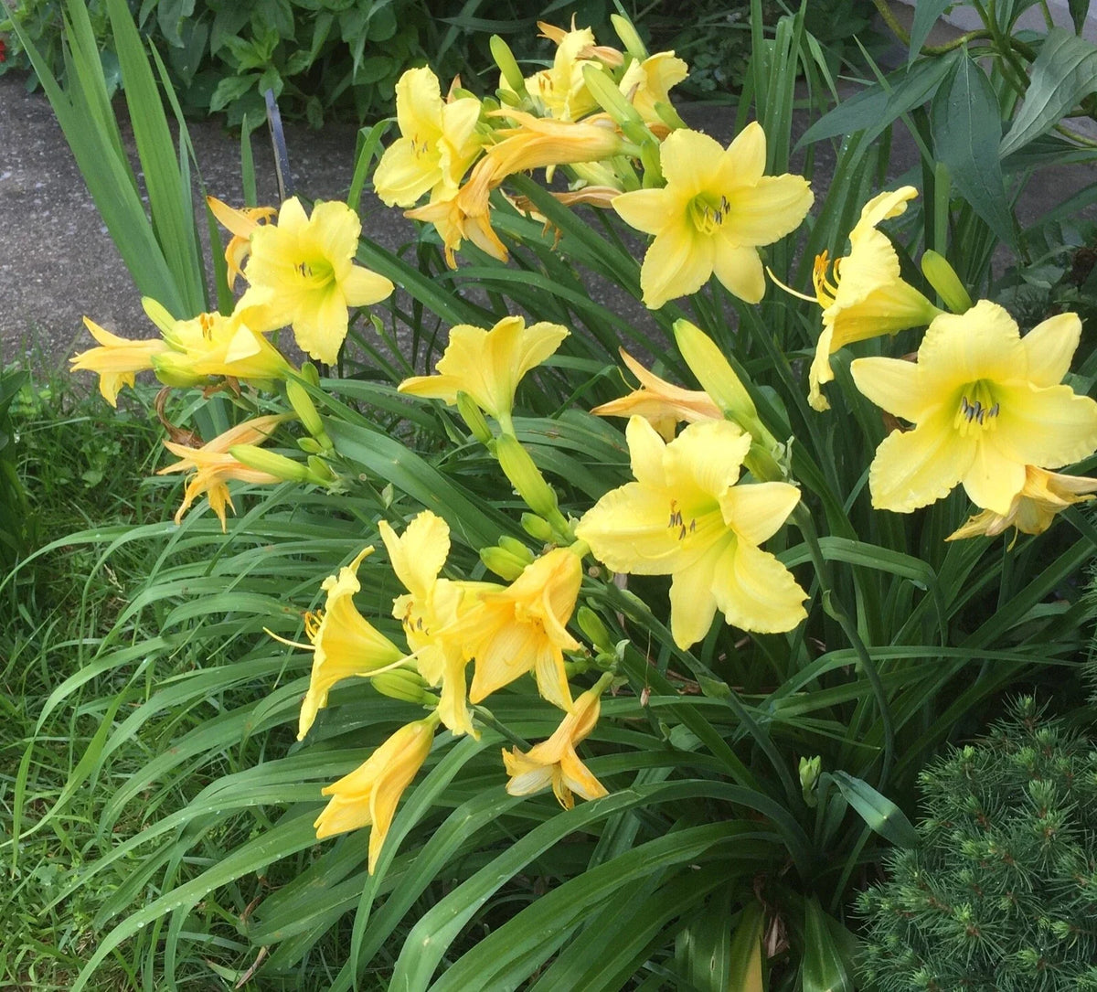 Daylily Root - Bare Root Perennial, Low Maintenance Varieties, Hemerocallis spp. - Vibrant Blooms for Gardens & Borders