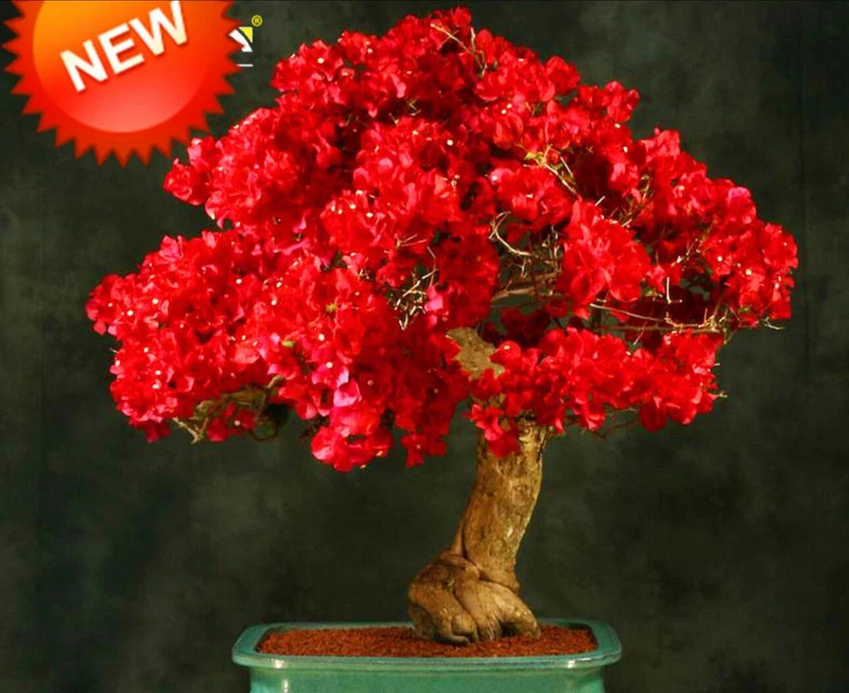 Bougainvillea Starter Plant - Small Well-Rooted Plug - Spectabilis Red - Bougainvillea spectabilis - Drought-Tolerant Vines