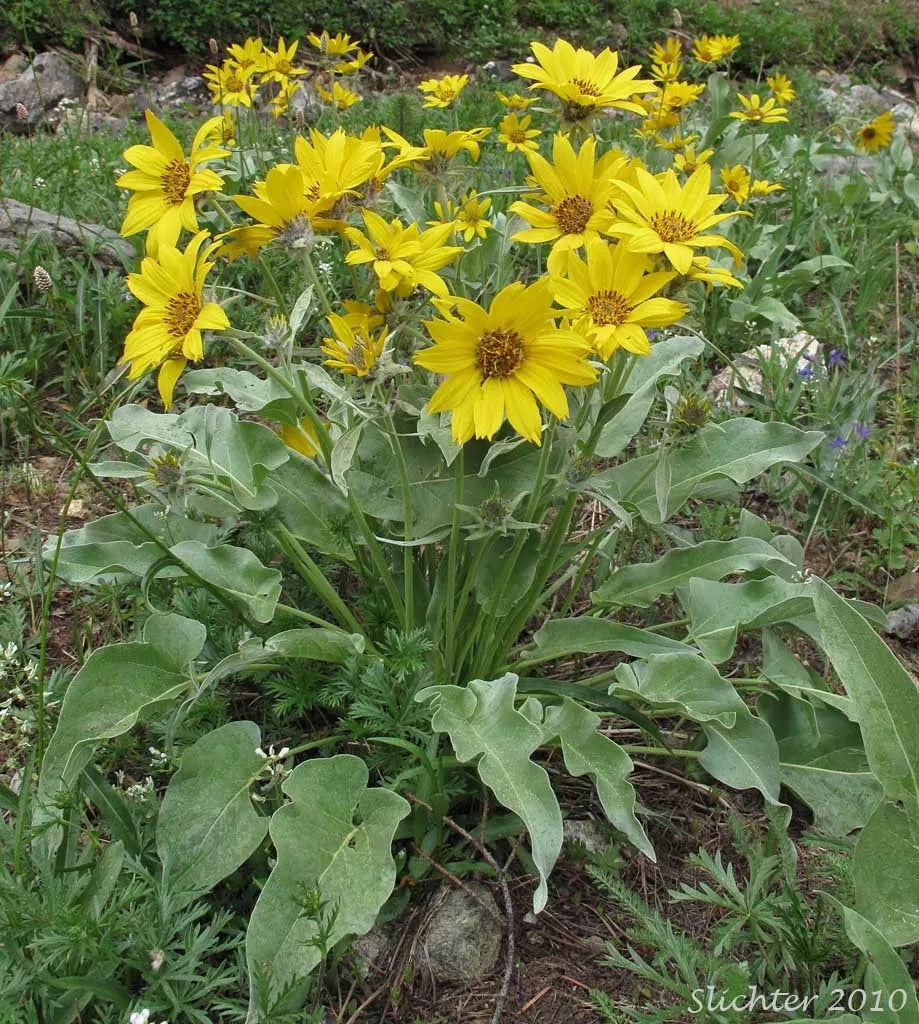 50 Seeds Balsam Root Wild Sunflower, Arrowleaf Balsamroot, Balsamorhiza sagittata - Drought-Tolerant Garden Seeds