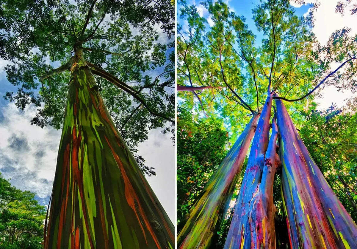 Rainbow Eucalyptus Starter Tree Sapling - Vibrant Multicolored Bark Eucalyptus deglupta - Well-Rooted Plant for Gardens