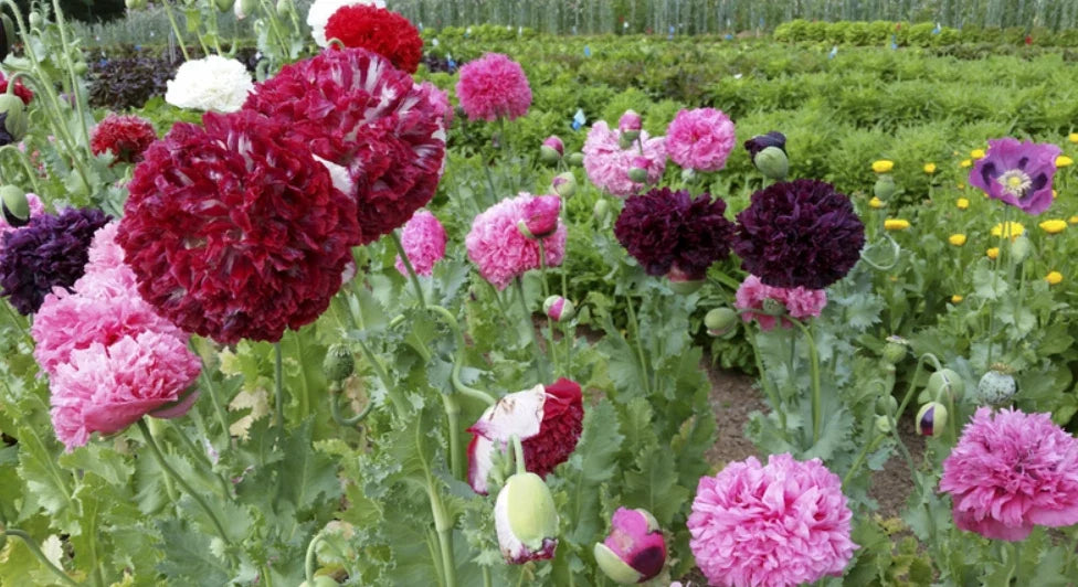 Poppy Seeds - 500 Organic Mixed Colors - Breadseed Double Blooms - Papaver somniferum