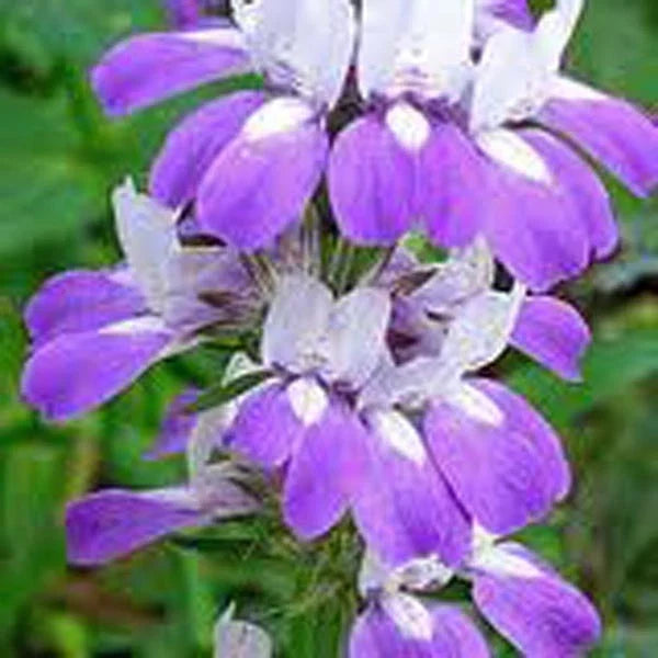 Chinese Houses Seeds - 25+ Delicate Flower Seeds - Collinsia heterophylla - Easy to Grow for Garden & Containers