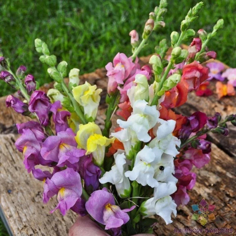 Rocket Mix Snapdragon Seeds - 1000+ Seeds - Antirrhinum majus - USA Grown, Vibrant Colors for Garden Planting