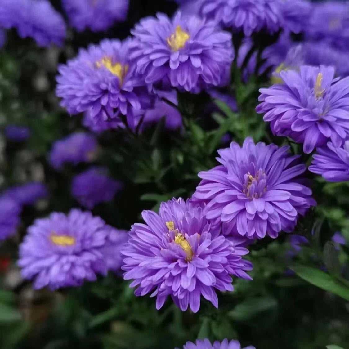 New England Aster Seeds - 500+ Purple Perennial Wildflower - Symphyotrichum novae-angliae - USA Grown, Native Pollinator Plant