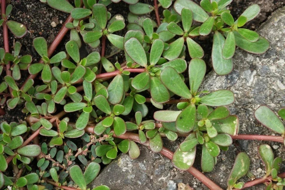Live Purslane Bare Root Plants - Omega-3 Rich Vegetable - Portulaca sativa - Edible Succulent for Garden & Container