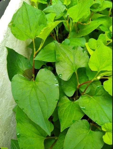 Live Bare Root Fish Mint Plants 10 Pack - Houttuynia Cordata Asian Herb - Culinary Use, Easy to Grow, Aromatic Leaves
