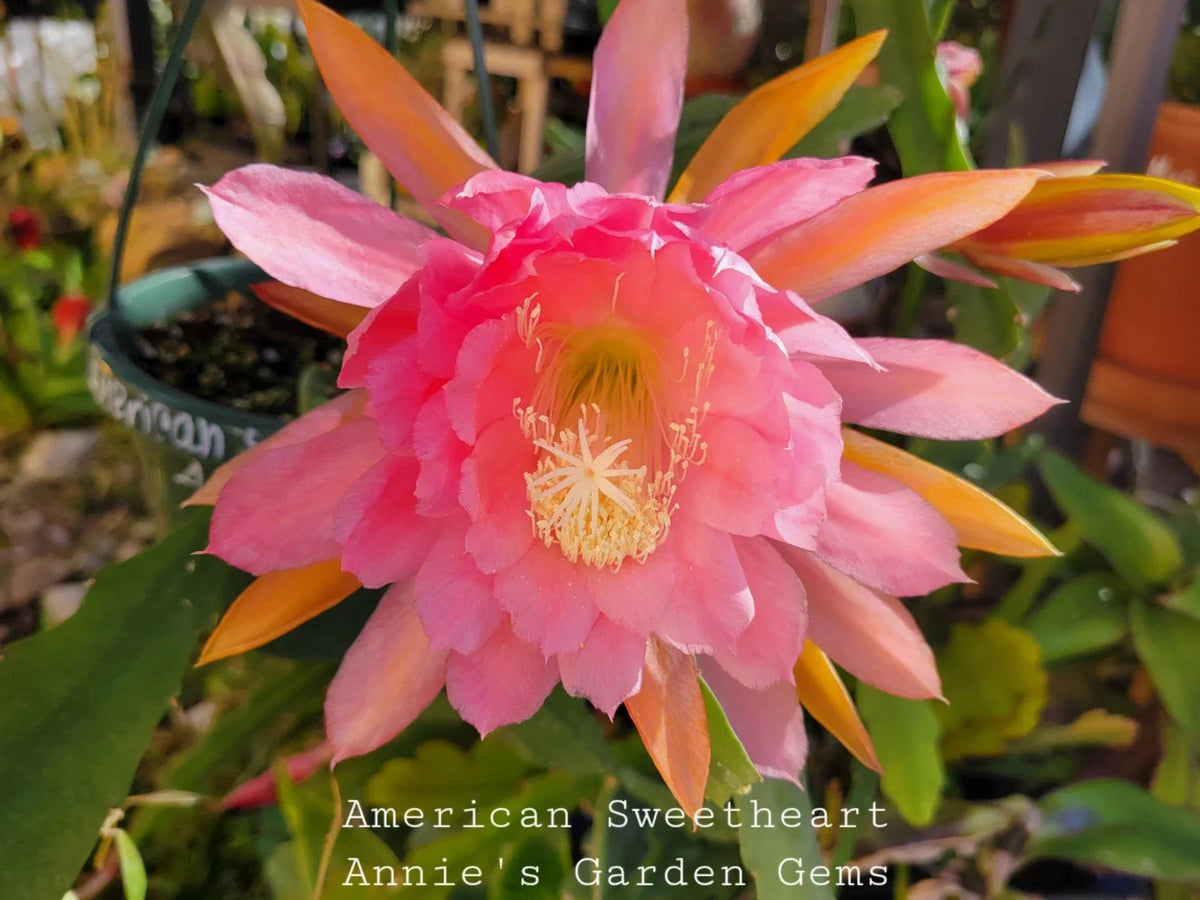 Unrooted Epiphyllum Cuttings - American Sweetheart - 8 to 10 Inches - Epiphyllum oxypetalum - Perfect for Indoor Gardening