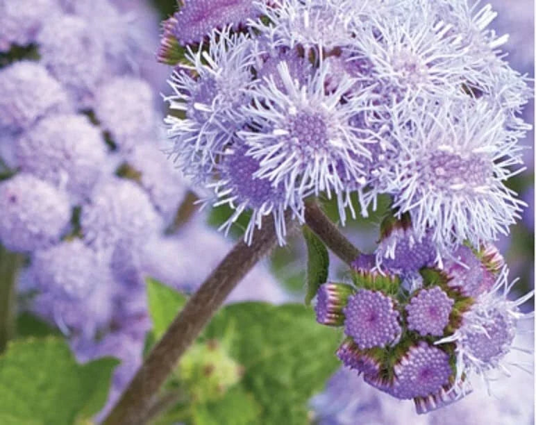 Ageratum Flower Seeds, 1,000 Seeds, Blue Planet Variety, Ageratum houstonianum, Annual Garden Flowers