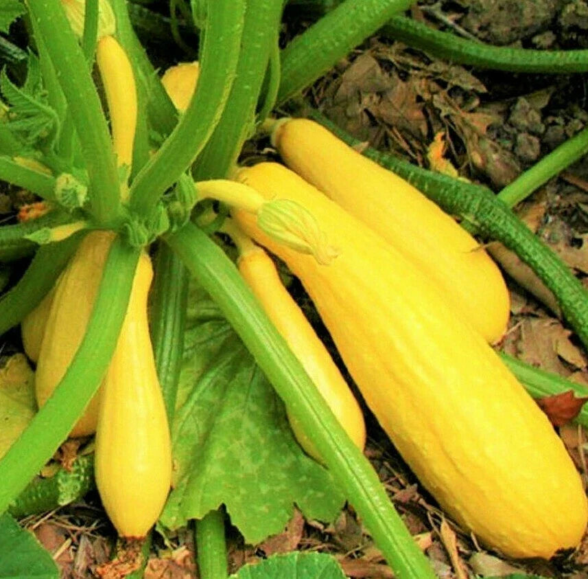 Yellow Straightneck Squash Seeds | Pack of 20 | Summer Golden Zucchini | Cucurbita pepo | Heirloom, Non-GMO