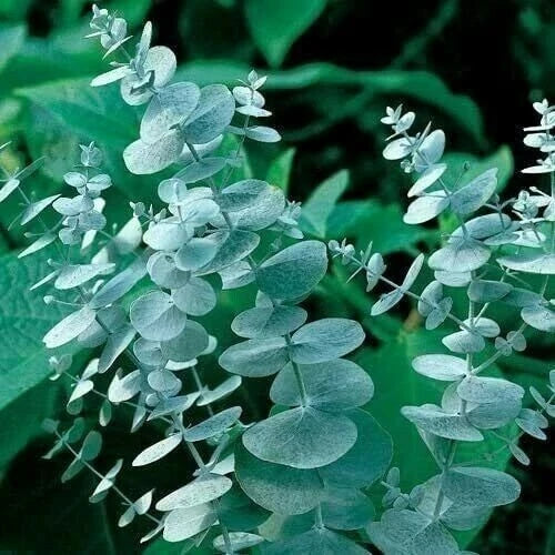 Eucalyptus Seeds - 50 Silver Drop Seeds - Perennial Tree - Eucalyptus pulverulenta - Aromatic Foliage for Landscaping