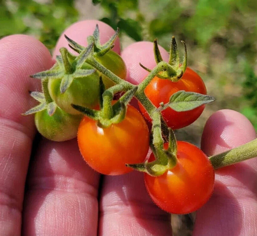 Cherry Tomato Seeds | 25 Count | Matt's Wild Variety | Solanum Lycopersicum | Non-GMO, Flavorful, High-Yielding