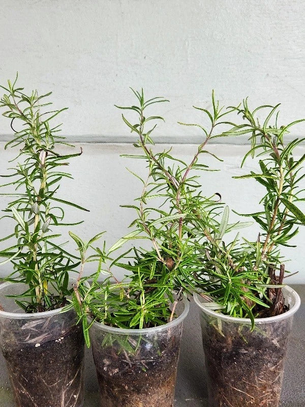 Rosemary Plants Set of 3 - Organic, Strong Roots - Rosmarinus officinalis - Culinary Herb for Home Garden