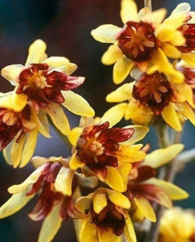 Wintersweet Seeds 10 Pack - Chimonanthus praecox - Fragrant Yellow Flowers - Hardy Perennial for Garden Landscaping