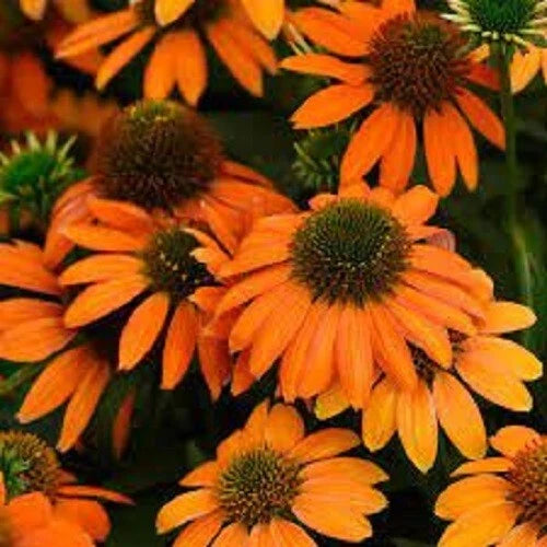 50 Coneflower Seeds - Soft Orange Echinacea Perennial - Non-GMO Echinacea purpurea for Easy Garden Growth