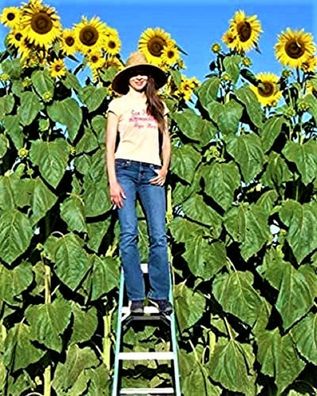 Organic Sunflower Seeds - 10 Pack Skyscrapper - Non-GMO Helianthus annuus - Home Gardening, Attract Pollinators