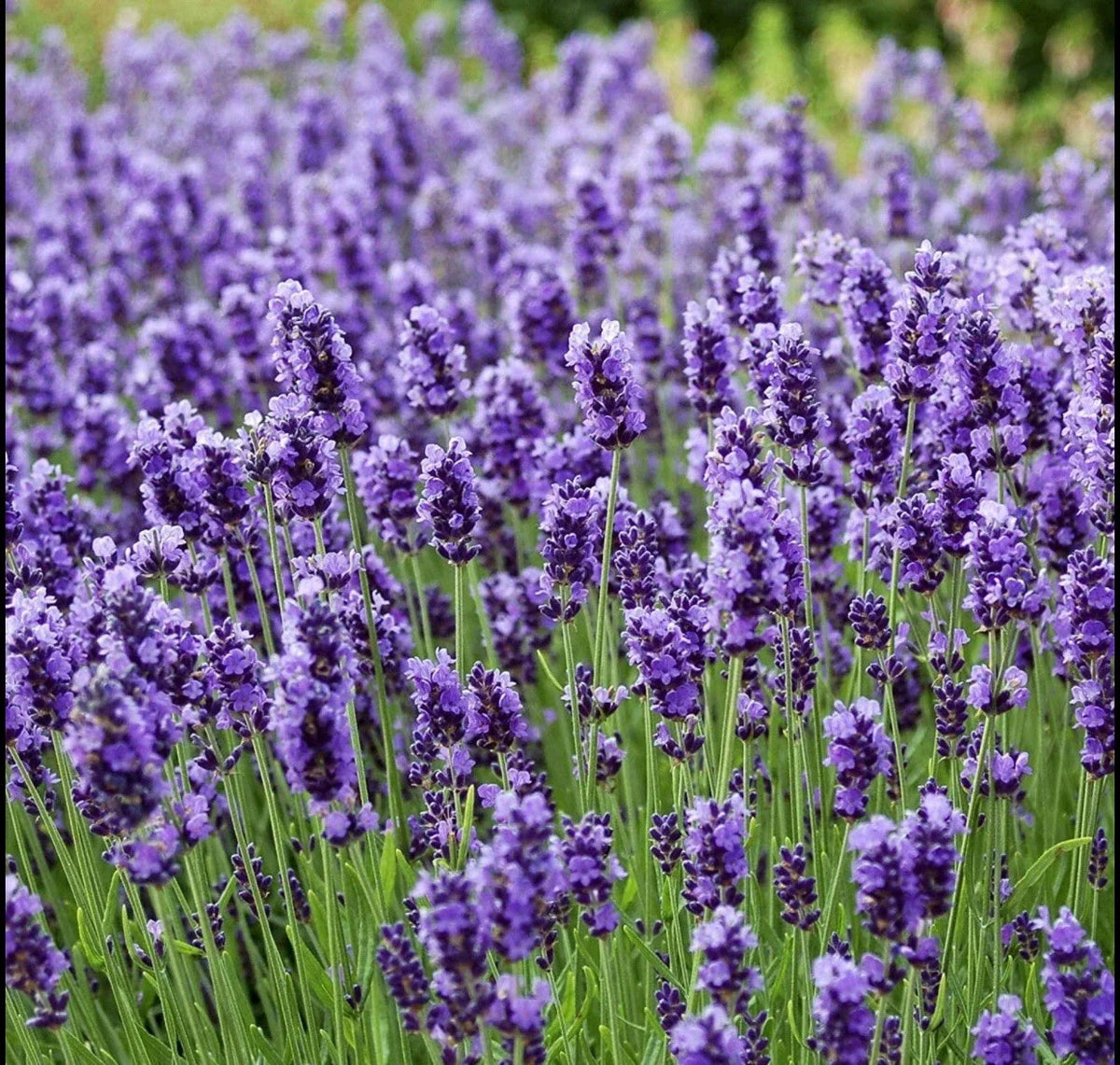 200 Seeds Lavender Vera True Lavender Non-GMO Herb Seeds (Lavandula angustifolia) for Garden, Aromatic Blooms, Perennial
