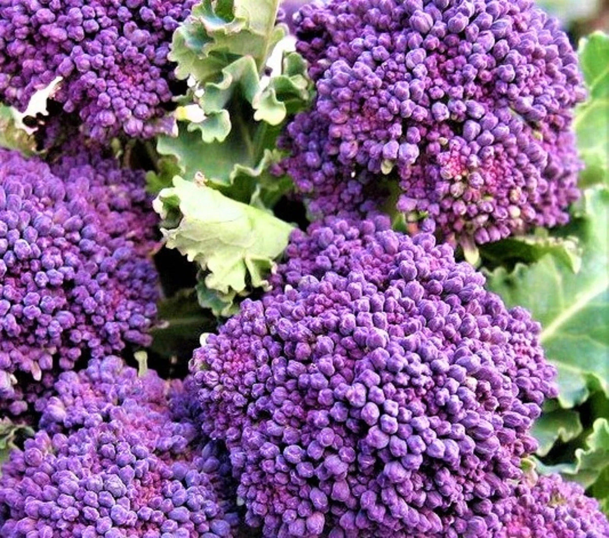 Early Purple Sprouting Broccoli Seeds 300+ Non-GMO Heirloom (Brassica oleracea) - Nutritious Garden Vegetable Seeds