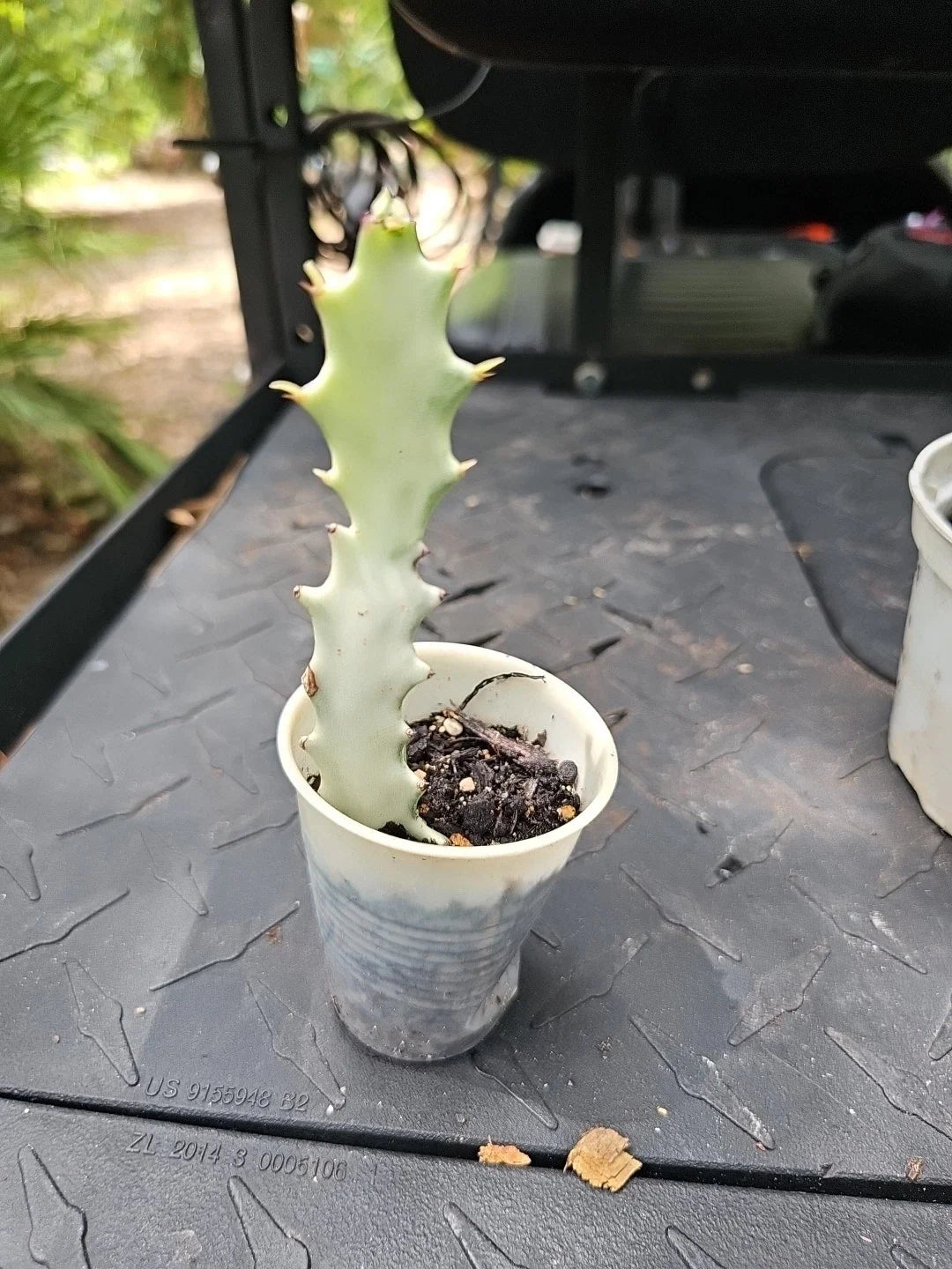 Euphorbia Lactea White Ghost Variegated Dragon Bone Cactus - 7" Rooted Succulent Plant - Unique Architectural Shape
