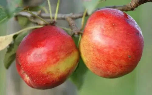 Crimson Crisp Apple Seeds - 25+ Non-GMO Seeds for Gardening - Malus domestica - Sweet Red Fruit for Home Planting