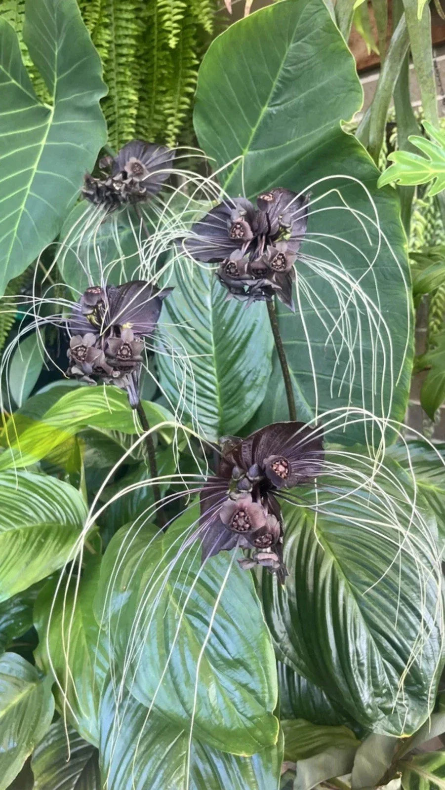 Black Bat Flower Plant - Small Rooted Starter - Tacca chantrieri - Rare Black Lily - Exotic Indoor/Outdoor Plant