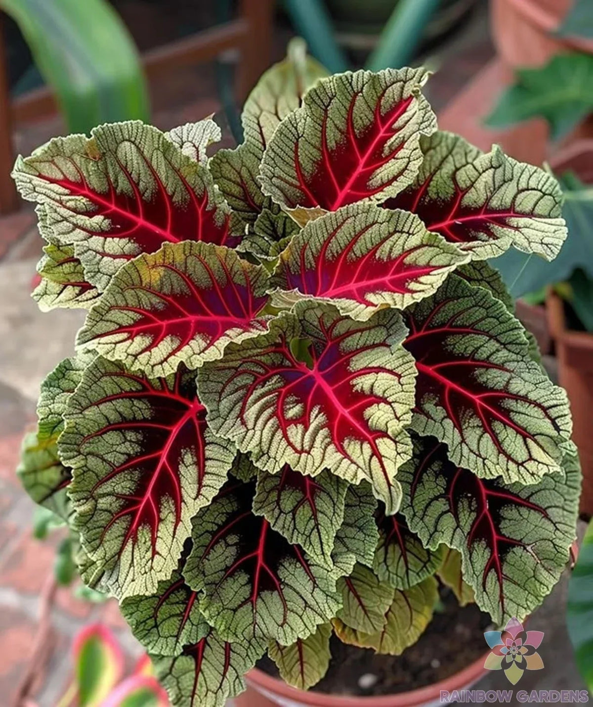 Dragons Blood Coleus Seeds - 25+ Non-GMO Seeds for Colorful Foliage - Coleus blumei
