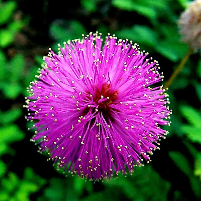 Mimosa Tree Seeds - Pack of Persian Pink Silk Flower - Albizia julibrissin - Ideal for Bonsai Cultivation