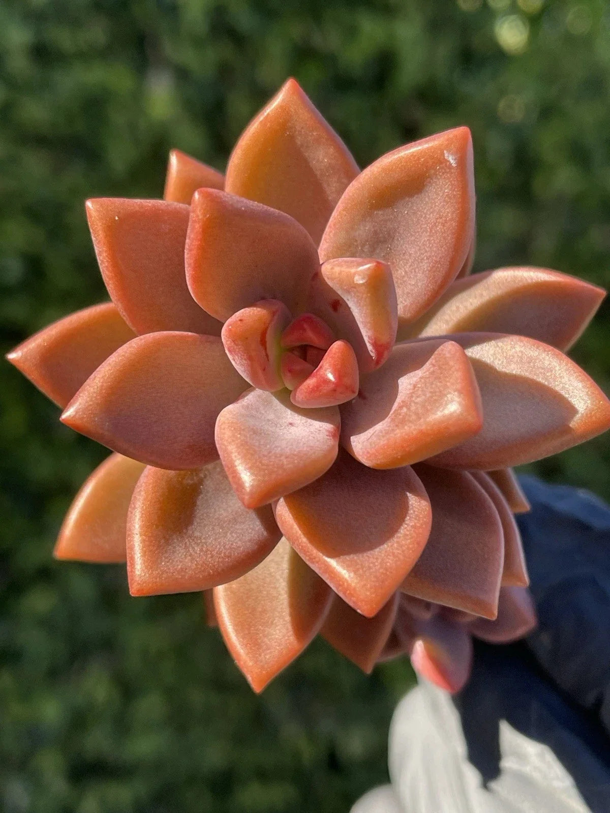 Rare Succulent Graptosedum Alpenglow Bronze 2-Inch Live Plant | Low Maintenance Indoor Decor | Graptosedum spp.