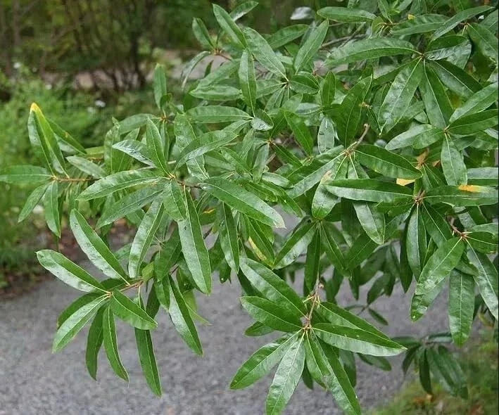 Willow Oak Tree Seeds - 10 Count - Quercus phellos - Native Oak Variety - Fast-Growing Shade Tree Seeds for Landscaping