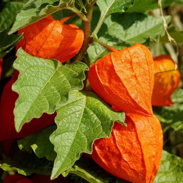 Chinese Lantern Seeds - 100+ Heirloom Non-GMO Physalis Franchetti, Vibrant Orange Fruits, USA Sourced Gardening Seeds