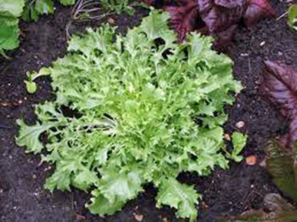 Endive Lettuce Seeds - Heirloom Non-GMO - Broadleaf Batavian - Cichorium endivia - 50 Seeds for Home Gardening