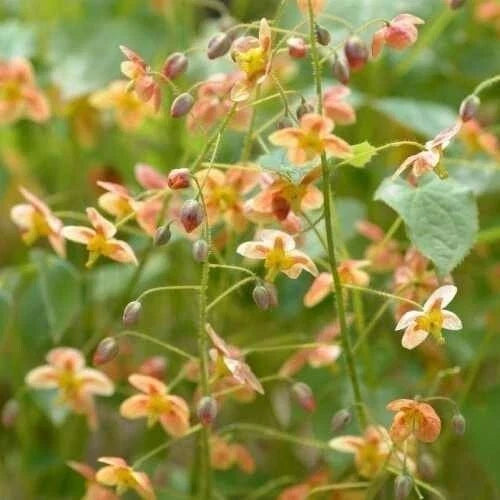 Epimedium Warleyense 'Orange Queen' Fairy Wings Plant - Orange Flower Shade Perennial Ground Cover - Potted Plant