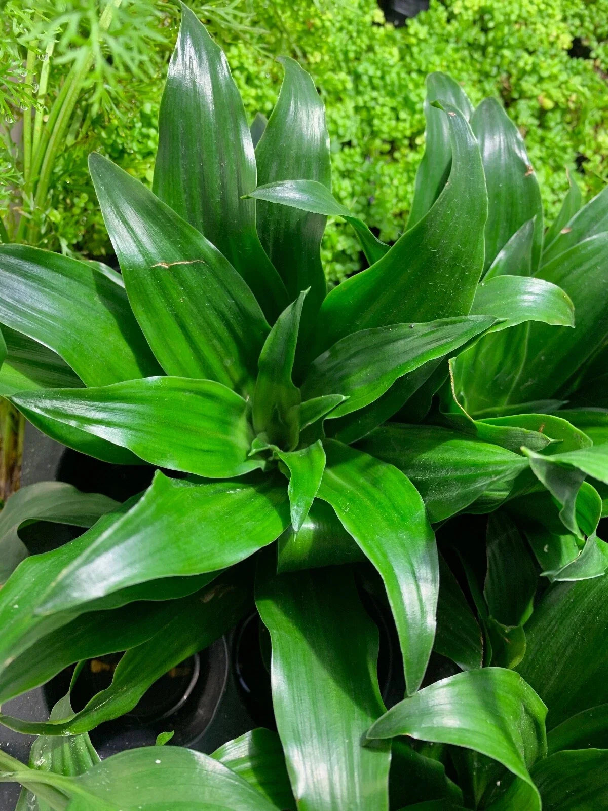 Janet Craig Pineapple Plant - Live 6-Inch Dracaena Compacta - Indoor Greenery - Easy Care Houseplant - Air-Purifying