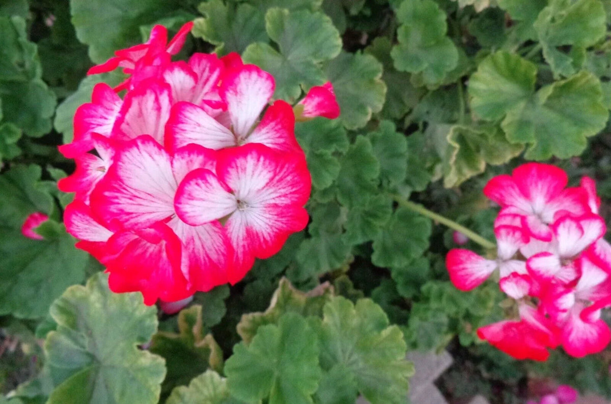 Rare Red & White Geranium Starter Cuttings 2"x6" Pelargonium spp. | Easy Care Perennial for Containers & Flower Beds