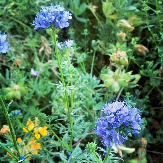 Globe Gilia Thimble Flower Seeds - 401+ Pack, Drought Tolerant, Blue-Purple, Gilia capitata, Native Southwest Wildflower