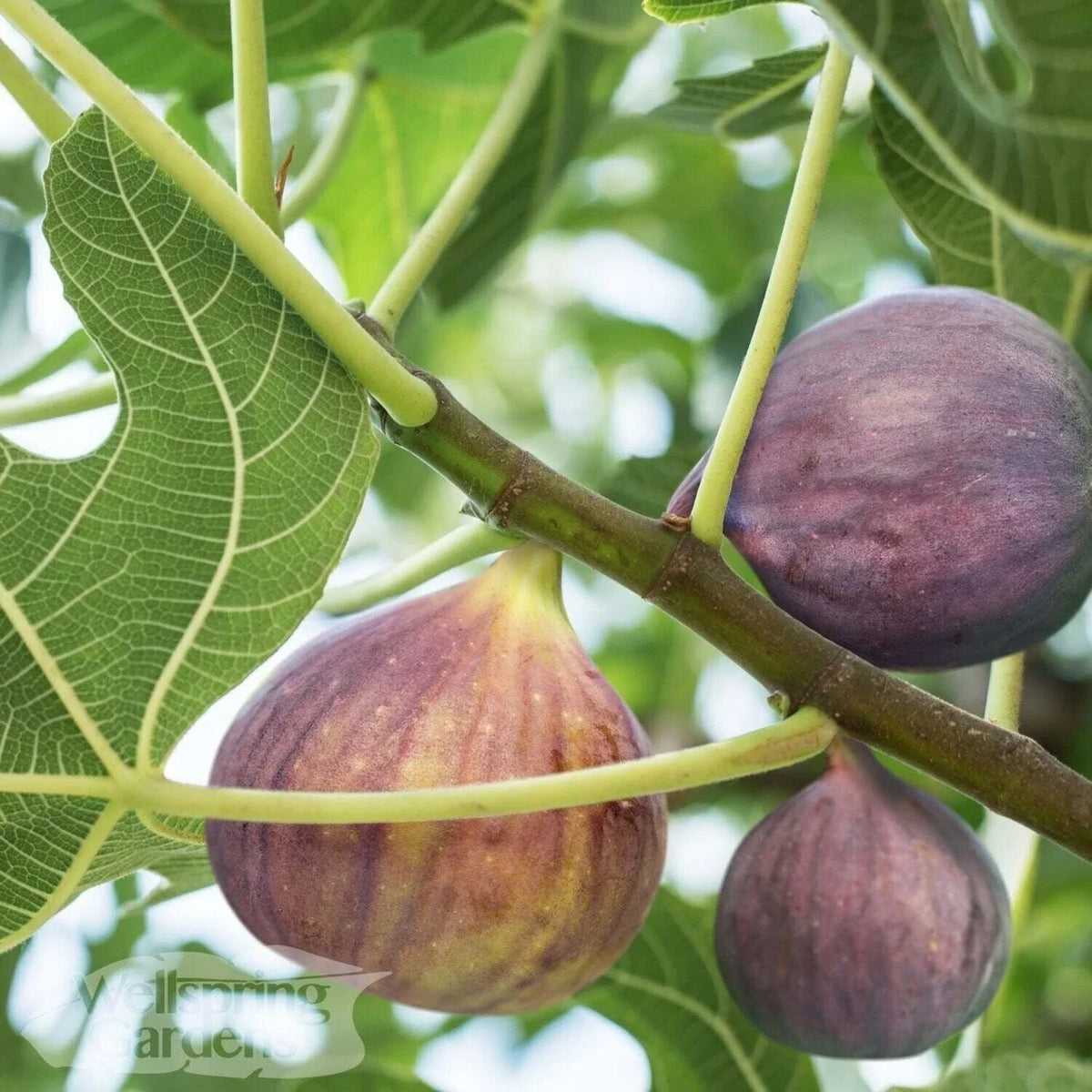 Olympian Fig Live Plant - Ficus carica - Fruiting Variety - Indoor/Outdoor Gardening - 3-Gallon Pot