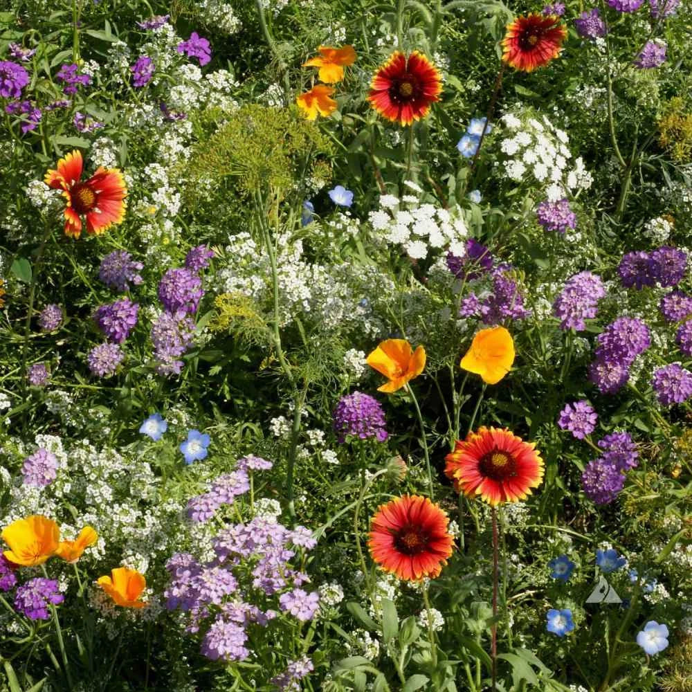 Wildflower Mix Seeds 1000 Count Heirloom Beneficial Insectary Blend Pollinator Friendly Various Species
