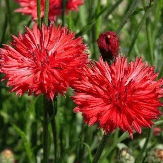 Bachelor Button Seeds - 200+ Seeds - Tall Red Cornflower - Centaurea cyanus - USA Seller, Free Shipping