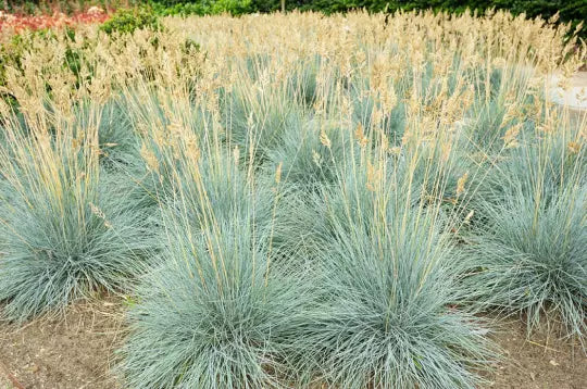Blue Fescue Grass Seeds - 100+ Count Silvery Blue Ornamental - Festuca cinerea glauca