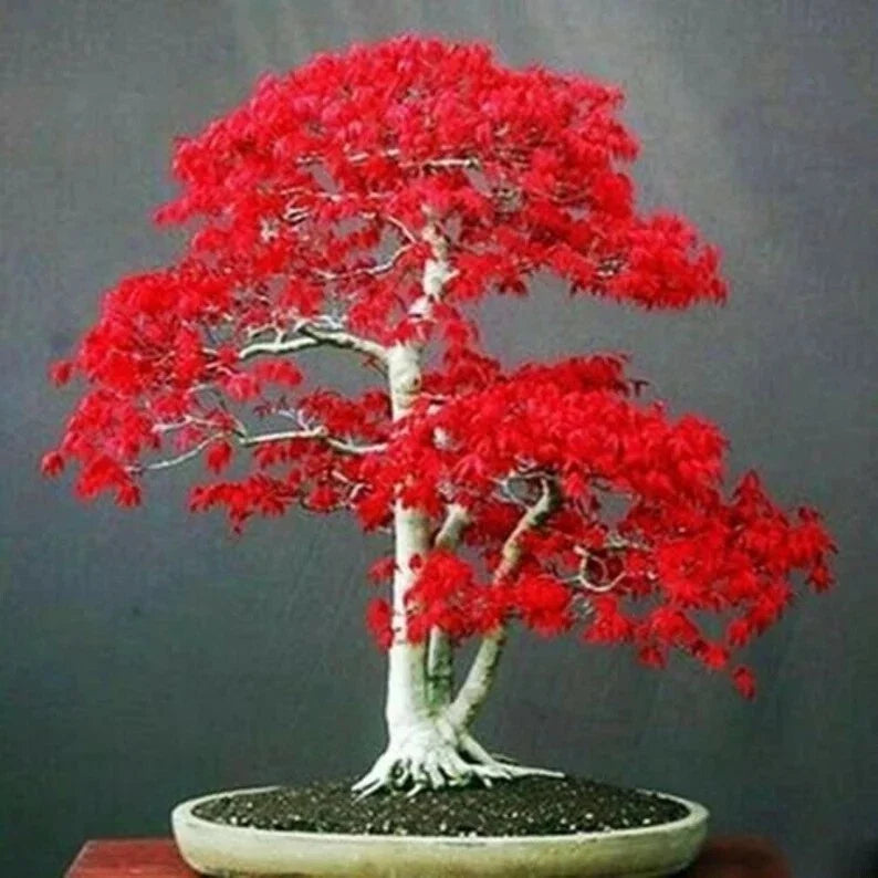 Japanese Red Maple Tree Seeds - 20 Rare Bonsai Seeds - Acer palmatum - Vibrant Red Foliage for Home Garden