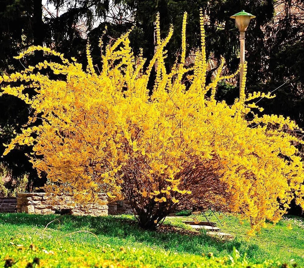 Golden Forsythia Cuttings 10+5 Hardy Ornamental Bush Forsythia x intermedia for Privacy Hedge and Garden Decor