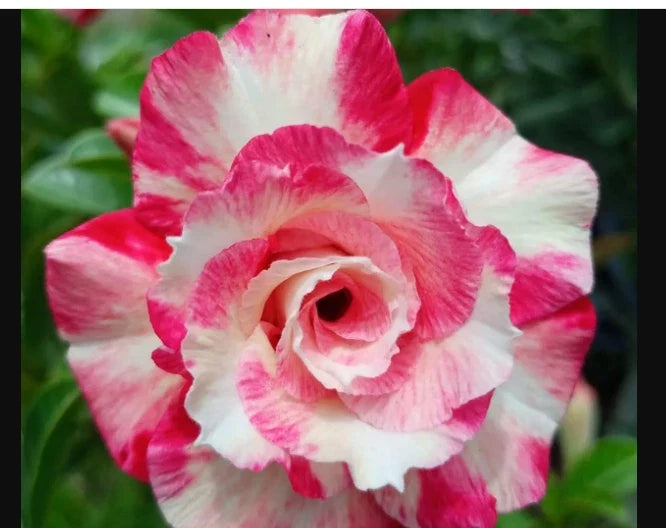 Desert Rose Seedling Plant, Small Rooted, Pink Rose, Adenium Obesum, 4-6 Inches, Drought-Tolerant Succulent