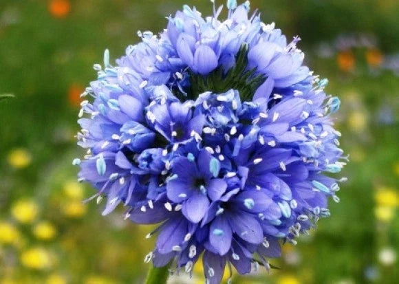 Globe Gilia Seeds - 100 Count - Blue Flowers - Gilia capitata - Non-GMO, Attracts Pollinators, Easy to Grow
