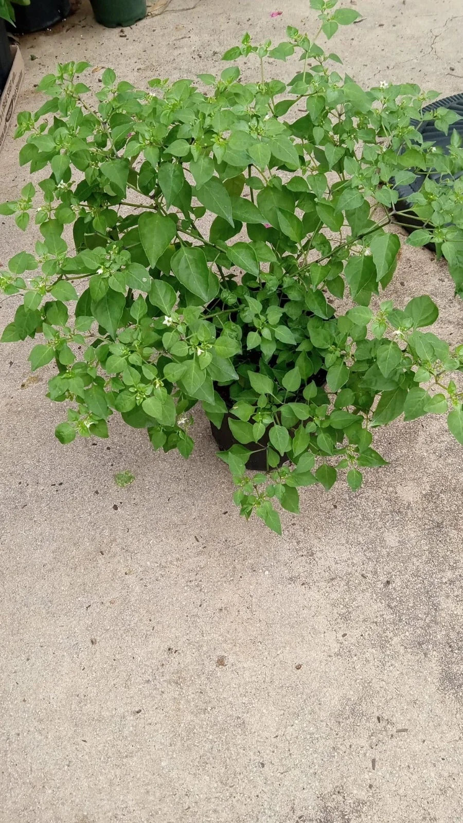 Chilpetin Pepper Plant - 1 Chile - Capsicum annuum Tepin Petin Variety - Monte Pequin - Compact Starter Plant for Garden