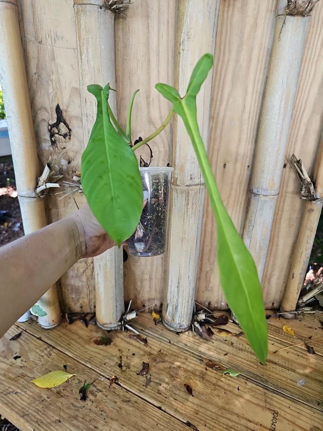 Rare XL Philodendron Joepii Aroid Plant in 3.5" Pot - Indoor Houseplant, Matured, Unique Green Foliage, Philodendron Joepii